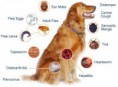 Most Common Dog Diseases